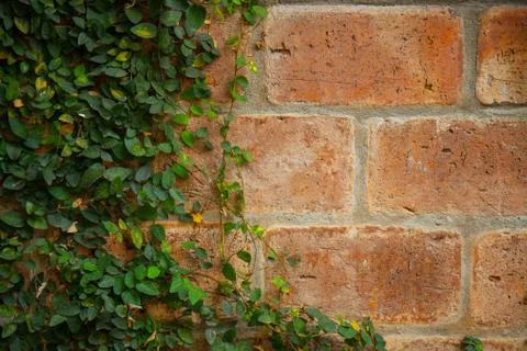 Ivy on the brick wall Stock Photos
