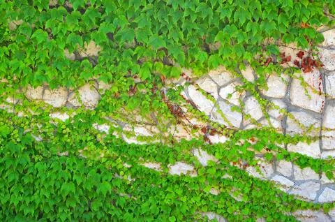 Ivy on  brick wall Stock Photos