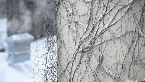 Ivy on a building facade during snowfall 스톡 동영상 87182119