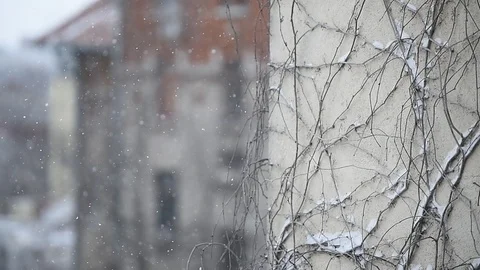 Ivy on a building facade during snowfall Vídeo Stock 87182122