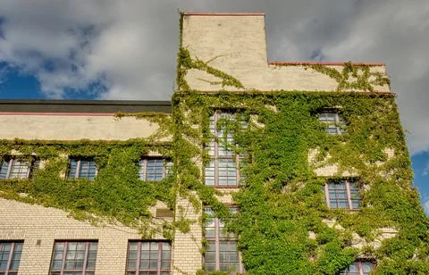 Ivy building Stock Photos