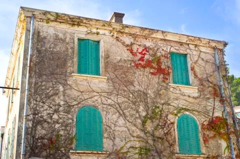 Ivy on the building wal Stock Photos