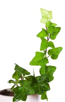 Ivy in a ceramic pot, it is isolated, a white background Fotos Stock