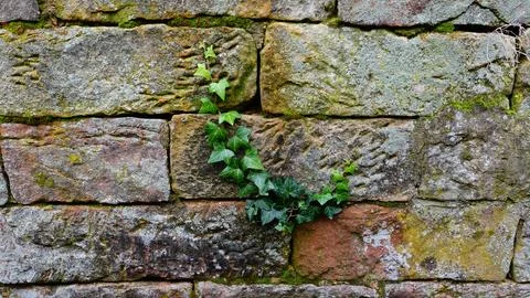 Ivy Climbing on an Ancient Stone Wall Covered With Moss in a Serene Garden Stock Photos