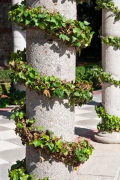 Ivy climbing on a column Stock Photos
