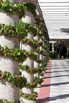 Ivy climbing on a column Stock Photos
