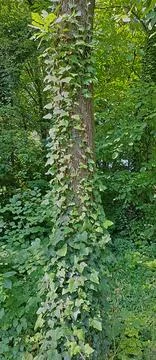 Ivy climbing tree trunk in lush green forest. Stock Photos