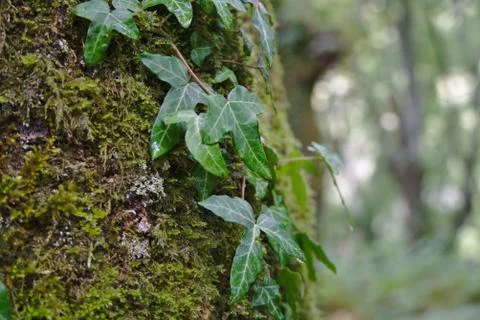 Ivy climbing up tree trunk Stock Photos