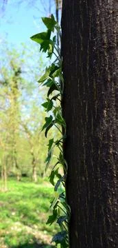 Ivy climbing a tree trunk Stock Photos
