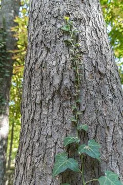 Ivy climbing a tree trunk Stock Photos