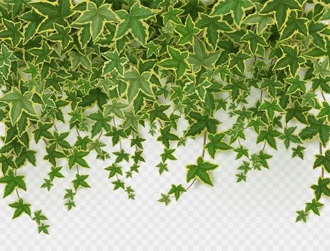 Ivy climbing vines frame, green leaves of creeper Stock Illustration