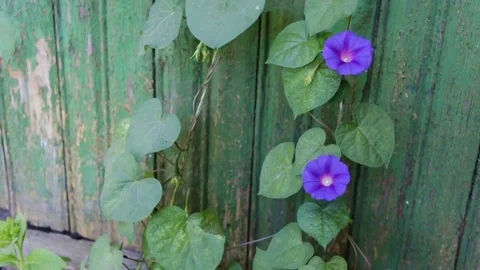 The ivy is climbing up the wall. Camera movement from top to bottom, outdoor, da Stock Footage 83138371