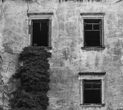 Ivy climbing to the window Stock Photos