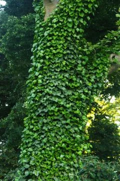 Ivy climbs up a tree with sunlight Stock Photos