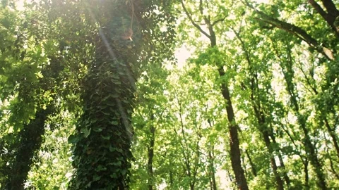 Ivy-cloaked tree trunk Video stock 159294700