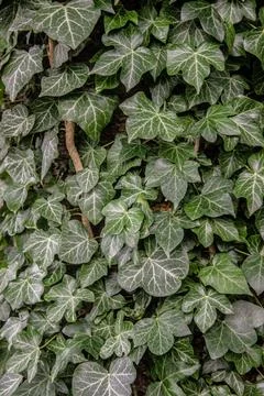 Ivy close-up background Stock Photos