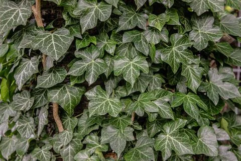 Ivy close-up background Stock Photos