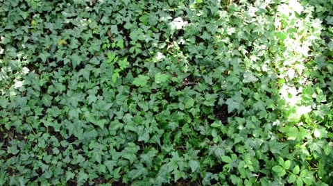 Ivy Close Up Video stock 54143111