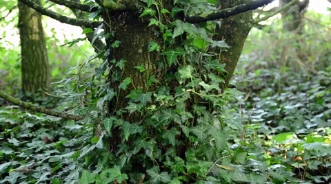 Ivy Close Up Video stock 54143193
