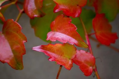 Ivy close-up Stock Photos