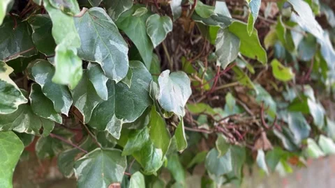 Ivy - close up - shallow depth of field Stock Footage 252016410