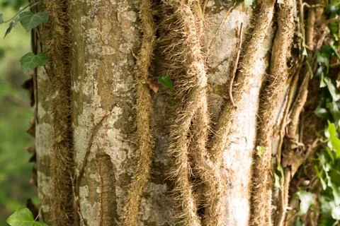 Ivy colchis winds on the trunk of the tree Stock Photos