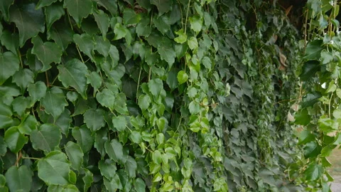 Ivy completely covers the wall of the building, a natural green area outside. Stock Footage 116418153