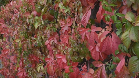 Ivy completely covers the wall of the building, green-red zone outside. Stock Footage 117124262
