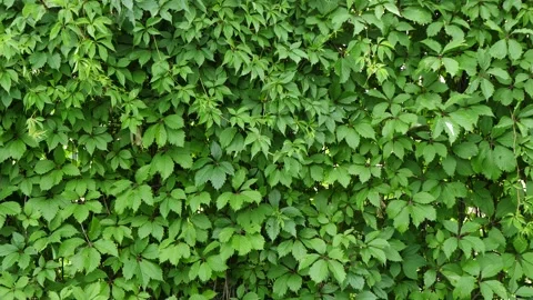 The ivy completely covers the wall of the building, the natural green area Stock Footage 243463124
