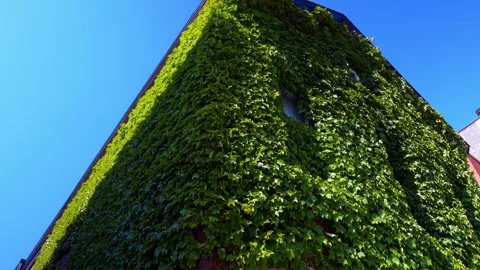 Ivy covered brick building facade against clear blue sky. Low angle perspective Stock Footage 336339177