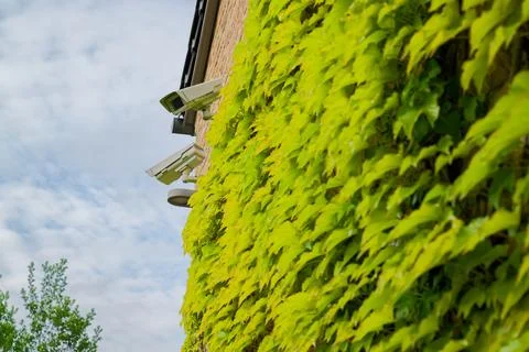 Ivy covered brick building with two security cameras. Stock Photos