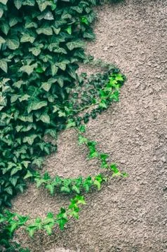 Ivy covered facade Stock Photos