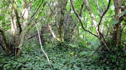 Ivy Covered Forest Floor Video stock 54144474