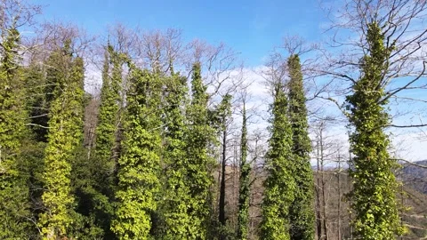 Ivy Covered Forest Vídeo Stock 334740953