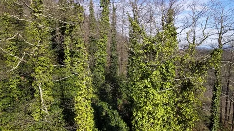 Ivy Covered Forest Stock Footage 334813597