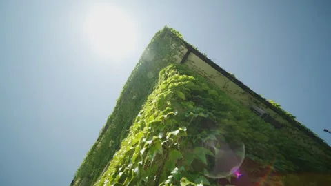 Ivy covered multistory building corner in Montenegro summer sun Видео 329412589