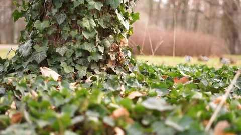 Ivy covered tree and earth Stock Footage 126109093