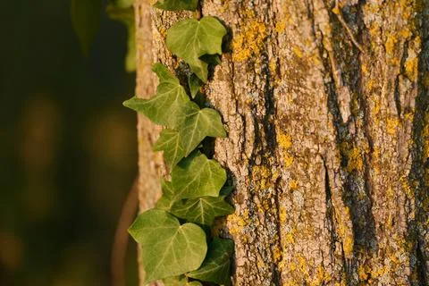 Ivy-covered tree bark Fotos de archivo