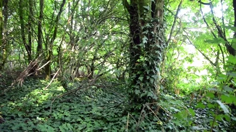Ivy Covered Tree Stock Footage 54144475