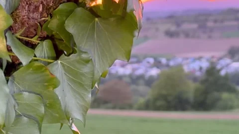 The ivy-covered tree frames the sunset Stock Footage 338049889
