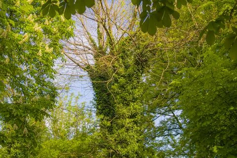Ivy covered tree trunk with bare branches surrounded by lush green spring f.. Stock-Fotos