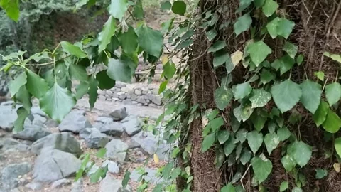 Ivy-covered tree trunk beside stone trail in Cyprus Video stock 328098353