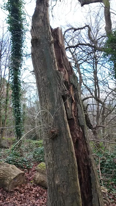 Ivy Covered Tree Trunk in Irish Forest – Vertical Shot Stock Footage 327624899