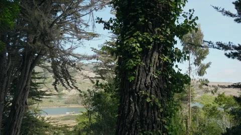 Ivy-Covered Tree Trunk Overlooking the Russian River Stock-Footage 317526404