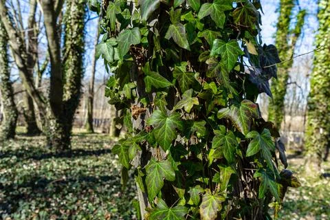 Ivy covered the tree trunk. Tree trunk covered with bright green ivy Stock Photos