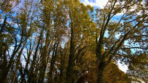 Ivy Covered Trees Foto stock