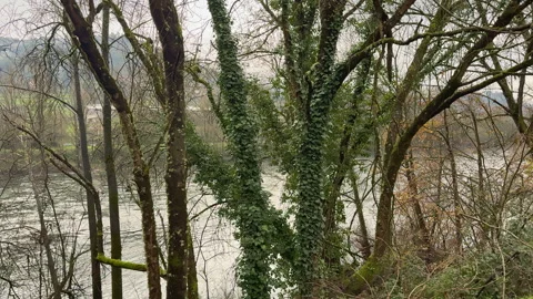 Ivy-Covered Trees by a Tranquil River Stock Footage 275706726