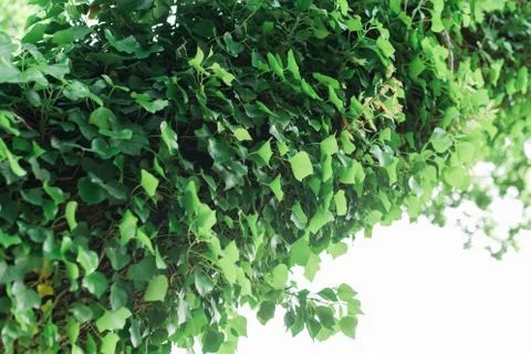 Ivy covered trunk of a tree Stock Photos