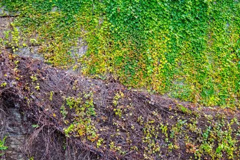 Ivy covered on wall as background Foto stock