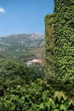 Ivy-covered wall frames a view of red-tiled roofs in Montenegro Fotos de archivo